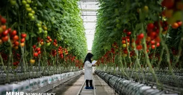 افزایش 1000 هکتاری مساحت گلخانه های کشور