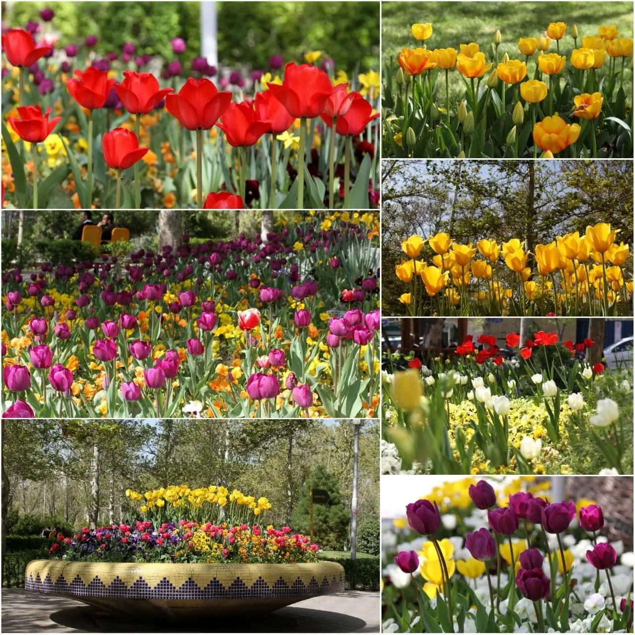شکوفایی  ۵۰ هزار گل  بهاری در قلب پایتخت  

