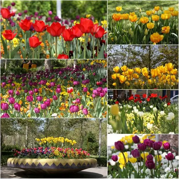 شکوفایی  ۵۰ هزار گل  بهاری در قلب پایتخت
