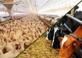 برپایی غرفه بانک کشاورزی در نمایشگاه دام و طیور