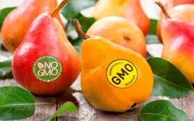 کشت هرگونه محصول تراریخته در کشور ممنوع می‌شود

