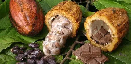 
تلاش دانشمندان برای جلوگیری از انقراض شکلات
