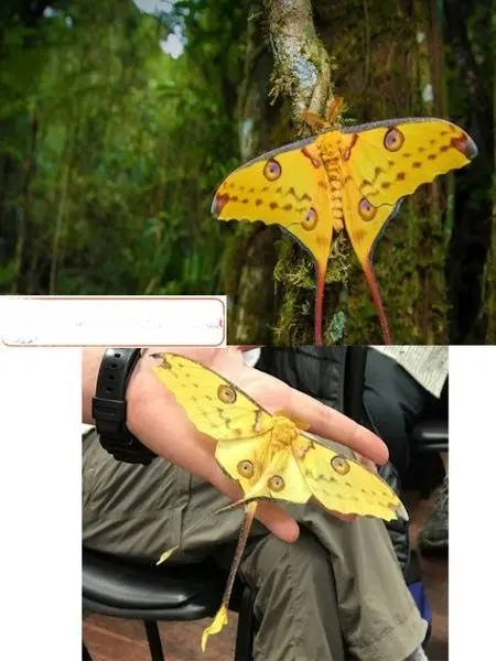 پروانه دنباله دار+عکس