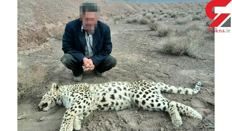 دامداری که به پلنگ ماده گرفتار در تله هم رحم نکرد! +عکس 