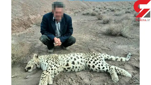 دامداری که به پلنگ ماده گرفتار در تله هم رحم نکرد! +عکس 