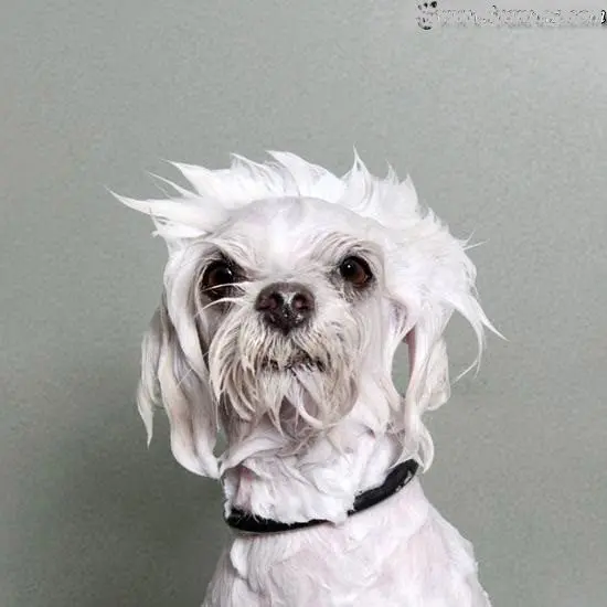 عجیب و غریب ترین سگ های جهان +عکس