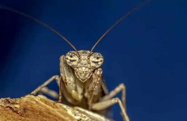 نخستین حشره ایرانی در جهان+عکس