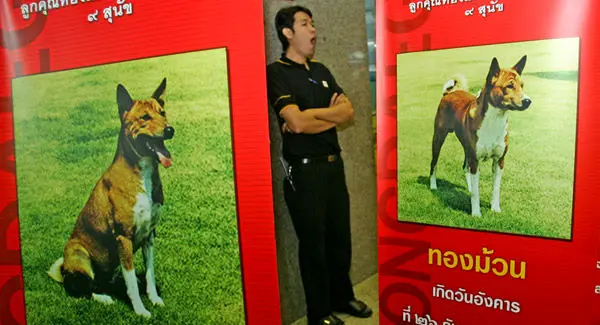 37 سال زندان بخاطر توهین به سگ ملکه+عکس