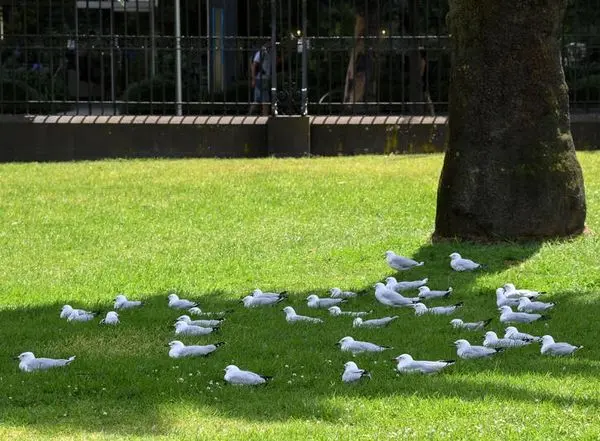 گرمای بی‌سابقه در استرالیا + تصاویر