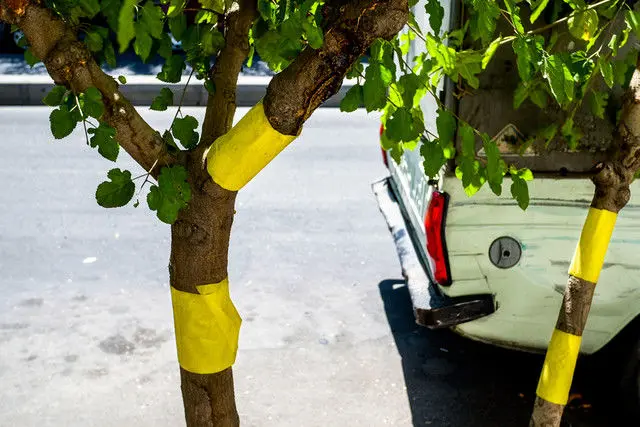 چرا هنوز خبری از سفیدبالک‌ها نیست؟