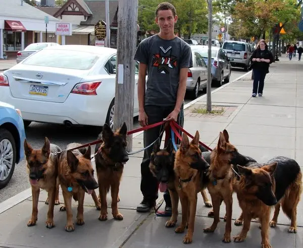 (تصاویر) زندگی با ۲۰ سگ ژرمن شپرد!+ عکس