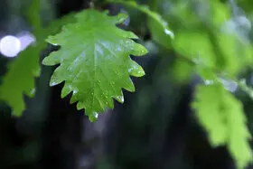 بارش پراکنده در مناطقی از شمال و شمال غرب کشور

