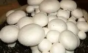 فعالیت 150 واحد خانگی پرورش قارچ  در چهارمحال وبختیاری 