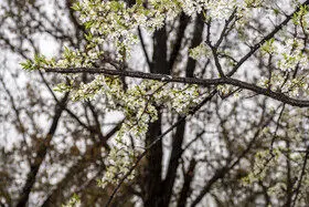 تداوم بارش نرمال در کشور تا پایان بهار

