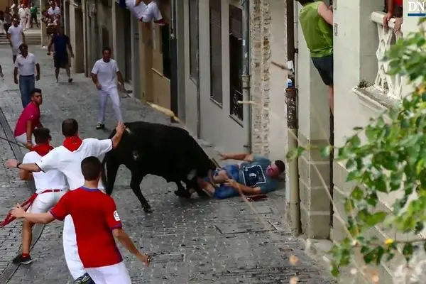 حمله گاو به تماشاگر جوان + عکس