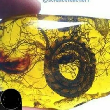 فسیل نوزاد مار به دام افتاده+عکس