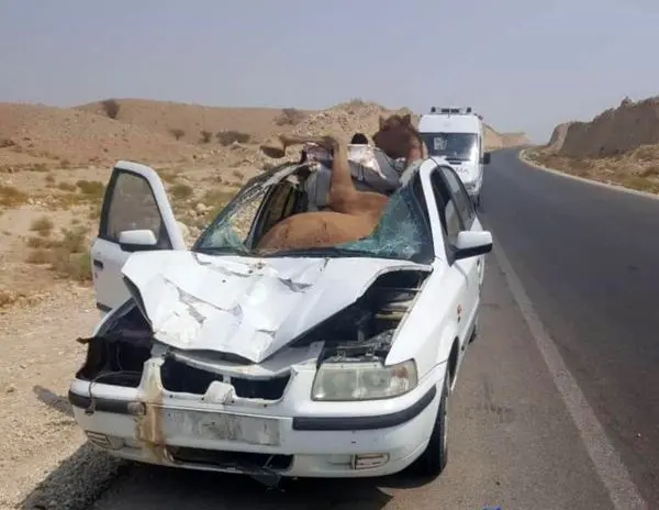 تصادف باورنکردنی سمند و شتر! +عکس