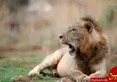 آخرین ساعات زندگی یک موجود کهنسال+عکس