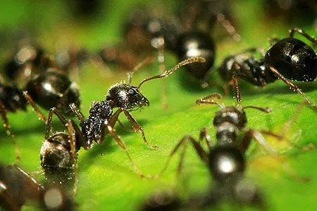 مورچه های عجیبی که انتحاری می زنند!