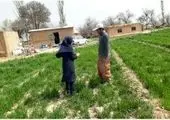 تاکنون در سطح بیش از ۴۲۰۰۰ هکتار مبارزه بر علیه سن مادر در مزارع استان مرکزی انجام شده است