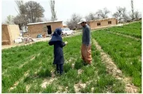 تاکنون‌ در سطح بیش از ۴۲۰۰۰ هکتار مبارزه بر علیه سن مادر در مزارع استان مرکزی انجام شده است