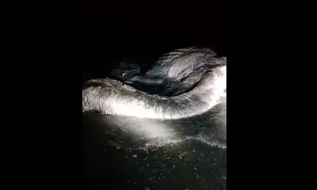 کشف هیولای مرموز در تاریکی آبهای اقیانوس + عکس
