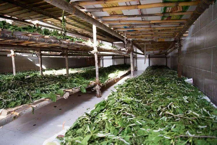 از سازهای کوبه‌ای تا کرم ابریشم در «ایران» پرس تی‌‌وی

