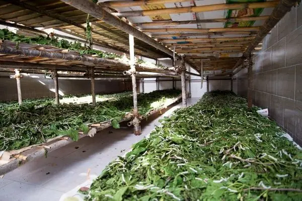 از سازهای کوبهای تا کرم ابریشم در «ایران» پرس تیوی