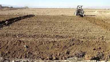 کشت محصولات پاییزه در ۳۲۰ هزار هکتار از زمینهای زراعی استان مرکزی