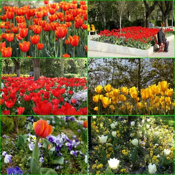 شکوفایی۵۰ هزار گل در سطح منطقه شش به مناسبت فصل بهار