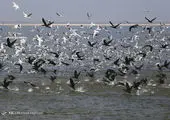 تماشای «پرندگان ماهی خوار» از شبکه سحر