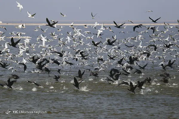 مهاجرت پرندگان به تالاب هورالعظیم + عکس