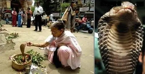 ازدواج زن 30 ساله با مار کبری! +عکس