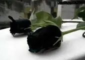 کاشت وسیع درختان شبیه قلب برای یادبود! +عکس