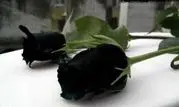 تاکنون گل رز سیاه دیده اید؟+عکس