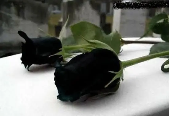 کشف قدیمی ترین گل دنیا!+عکس