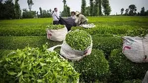 تنظیم بازار چای به بخش خصوصی واگذار شد

