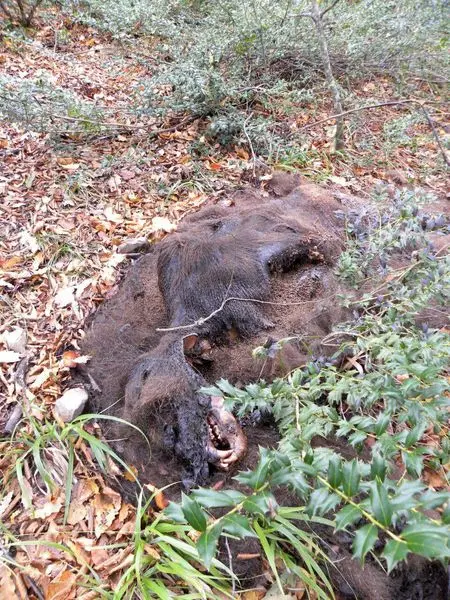 کشف لاشه خرس در اعماق جنگل ابر شاهرود+عکس