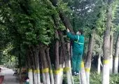 اجرای طرح ویژه نگهداشت شهر درمنطقه2 