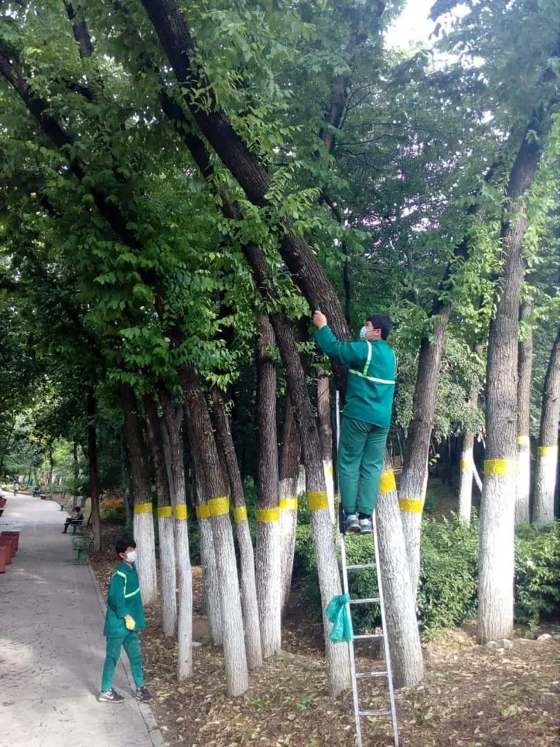 آفت درختان نارون در شمال تهران کنترل شد

