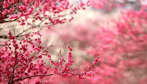 مراسم پنجاه بدر ایرانی ها +تصاویر