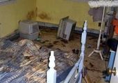 
حمله مرگبار گربه به دو دوچرخه سوار + تصاویر
