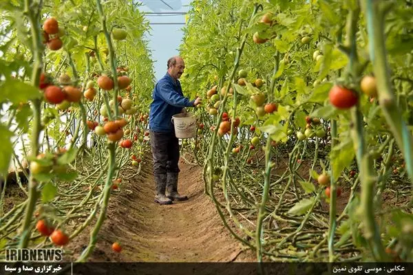 احداث 349 هکتار گلخانه با حمایت بانک کشاورزی در 8 ماهه سال 1400

