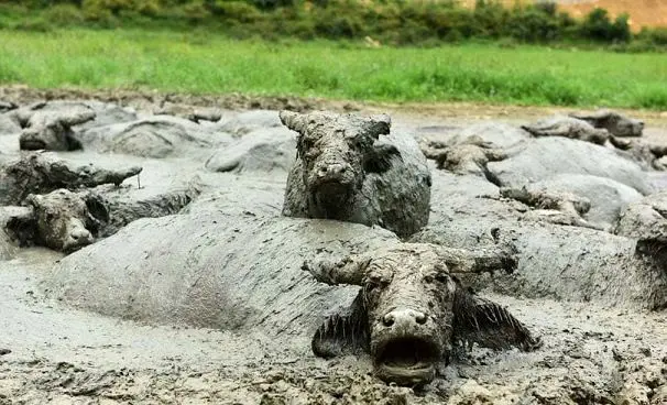 حمام کردن در گل! +عکس