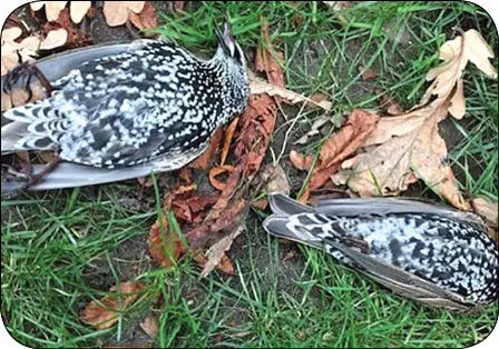 تاثیر امواج روی حیوانات+عکس