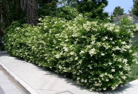 605اصله درختچه یاسهلندی درخاک منطقه٢ تهران ریشه میدوانند