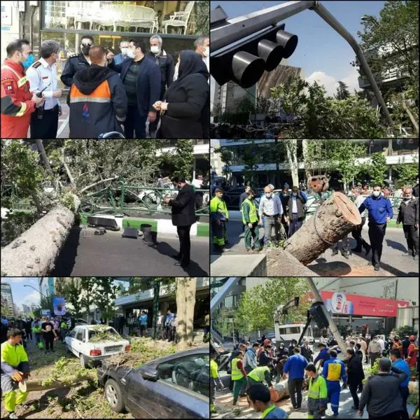  سقوط چنار ۶۰ ساله در خیابان ولیعصر تهران در پی وزش بادِ خفیف