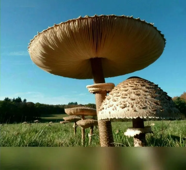 قارچ های غول پیکر با ۱۰ متر ارتفاع+عکس