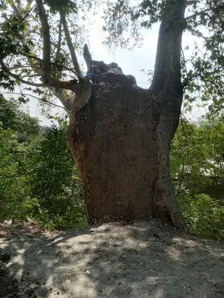 نجات چنار کهنسال فرحزاد