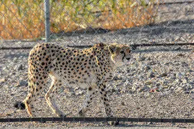 احتمال بارداری «ایران» وجود دارد